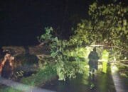 Hujan Angin Terjang Lamongan, Jalur Penghubung Antar Kecamatan Sempat Macet