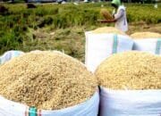 Harga Gabah di 28 Kecamatan Bojonegoro Stabil, Petani Bisa Jual Hingga Segini