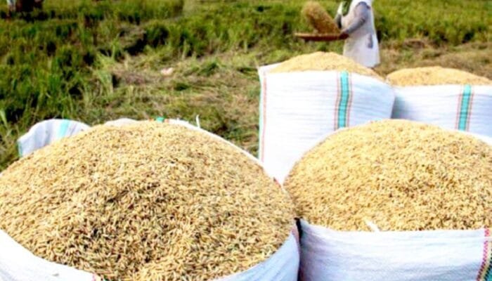 Harga Gabah di 28 Kecamatan Bojonegoro Stabil, Petani Bisa Jual Hingga Segini