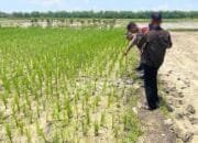 Petani di Bojonegoro Tiba-Tiba Tewas Saat Memupuk Sawah, Ini Dugaan Penyebabnya