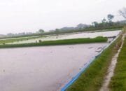 Tak Turun Lama, Hujan Datang di Bojonegoro Tepat Waktu untuk Pupuk dan Tandur