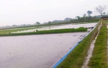 Tak Turun Lama, Hujan Datang di Bojonegoro Tepat Waktu untuk Pupuk dan Tandur