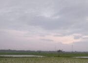 Cuaca Bojonegoro Hari Ini: Pagi Cerah Berawan, Siang Hujan