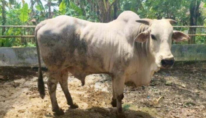 Ditetapkan Mentan, Tambakrejo Bojonegoro Jadi Lumbung Bibit Sapi PO Terbaik di Indonesia