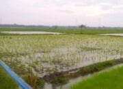 Cuaca Berubah, Siang Hari Bojonegoro Berpotensi Hujan Ringan,