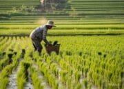 Air Terbatas, Petani Bojonegoro Diminta Ubah Pola Tanam
