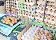 Telur Gayatri Bojonegoro Dijual Tiap Jumat, Ini Lokasinya