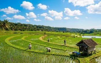 Cuaca Bojonegoro Hari Ini: Cerah Pagi-Siang, Berawan Saat Malam