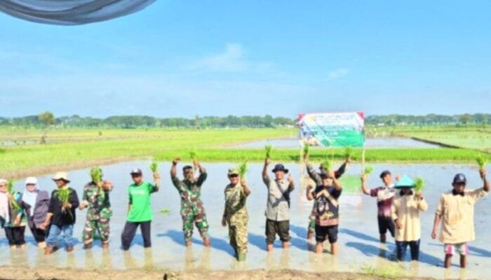 Sawah Bersolawat Jadi Andalan, Strategi Unik Bojonegoro Jaga Pangan