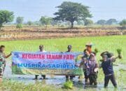 Babinsa Sarirejo Lamongan Jadi Motor Semangat Petani, Hasil Panen Ditarget Maksimal