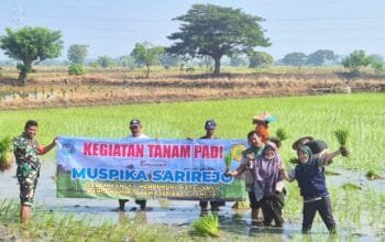 Babinsa Sarirejo Lamongan Jadi Motor Semangat Petani, Hasil Panen Ditarget Maksimal