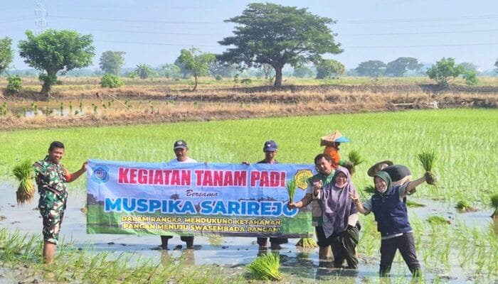 Babinsa Sarirejo Lamongan Jadi Motor Semangat Petani, Hasil Panen Ditarget Maksimal
