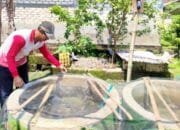 Panen Ketiga, Bantuan KOLEGA Bojonegoro Dongkrak Ekonomi dan Gizi Keluarga