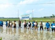 Tanam Padi Bareng TNI, Petani Prijekngablak Lamongan Siap Panen Melimpah