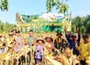 TNI Polri dan Warga Panen Jagung Bersama di Lamongan, Suasananya Meriah