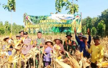 TNI Polri dan Warga Panen Jagung Bersama di Lamongan, Suasananya Meriah