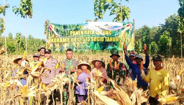 TNI Polri dan Warga Panen Jagung Bersama di Lamongan, Suasananya Meriah