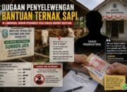 Dugaan Penyimpangan Bantuan Sapi Muncul di Lamongan, Kades Ikut Terima