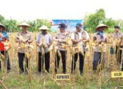 Panen Jagung Serentak 2026, Polres Bojonegoro Gandeng Petani dan Forkopimcam