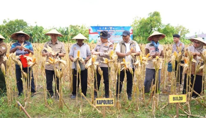 Panen Jagung Serentak 2026, Polres Bojonegoro Gandeng Petani dan Forkopimcam
