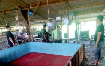 Ironi Pemberantasan Judi, Arena Sabung Ayam di Lamongan Disebut Tetap Hidup