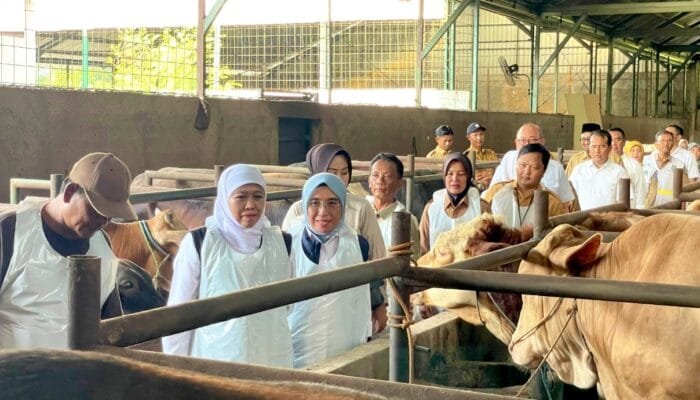 Harga Sapi Kurban Naik, Peternak Bojonegoro Ketiban Rezeki Jelang Idul Adha