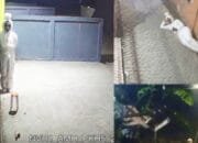 Bukan Mistis, Aksi Pocong Viral Diduga Jadi Modus Pencurian dan Perampokan