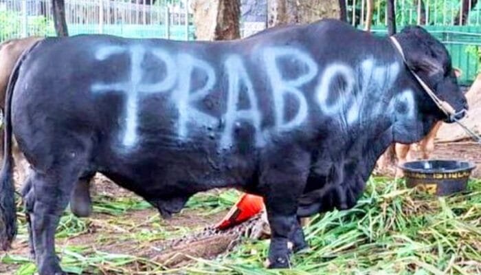 Presiden Prabowo Bagikan 1.098 Sapi Kurban ke Seluruh Indonesia