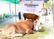Sapi 1.040 Kg dari Bojonegoro Jadi Kurban Presiden RI, Ini Cerita Pemiliknya