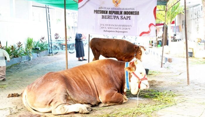 Sapi 1.040 Kg dari Bojonegoro Jadi Kurban Presiden RI, Ini Cerita Pemiliknya