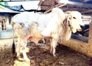 Dukungan untuk Peternak Lokal, Bupati Bojonegoro Kurbankan Sapi PO 612 Kg