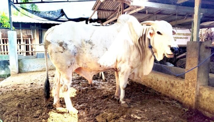 Dukungan untuk Peternak Lokal, Bupati Bojonegoro Kurbankan Sapi PO 612 Kg