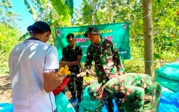 Dukung Program Nasional, Yonif TP 885 Belibis Putih Terjun Langsung Panen Jagung di Bojonegoro