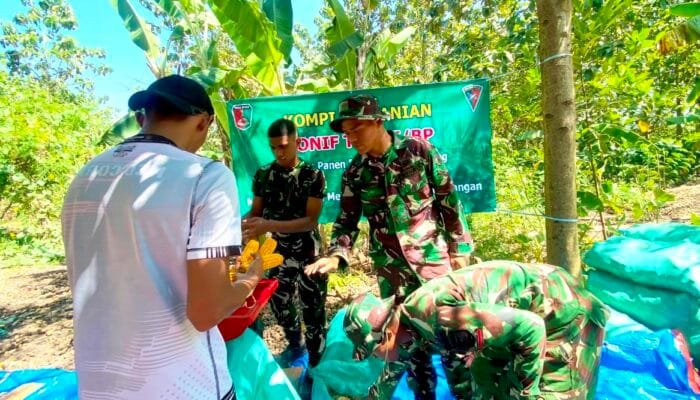 Dukung Program Nasional, Yonif TP 885 Belibis Putih Terjun Langsung Panen Jagung di Bojonegoro