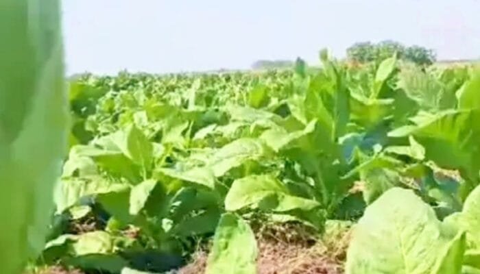 Mau Bibit Tembakau, Ini Syarat Baru dari DKPP Bojonegoro