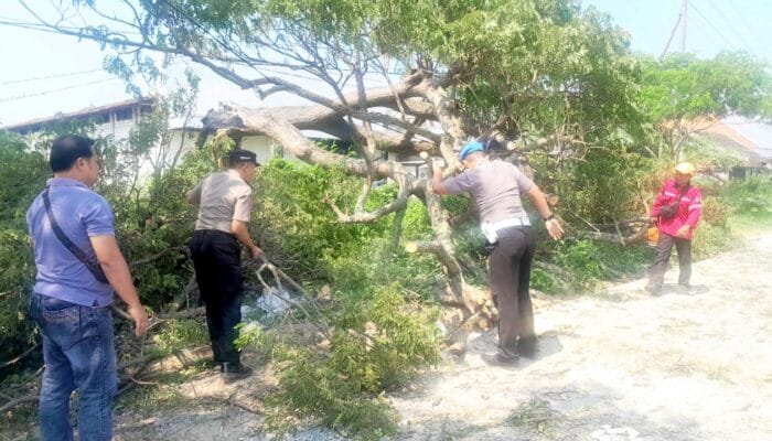 Pohon Roboh di Jalur Utama Lamongan, Arus Lalu Lintas Kembali Lancar