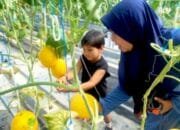 Tak Hanya Manis, Kebun Melon Bojonegoro Ini Jadi Tempat Edukasi Anak yang Menarik