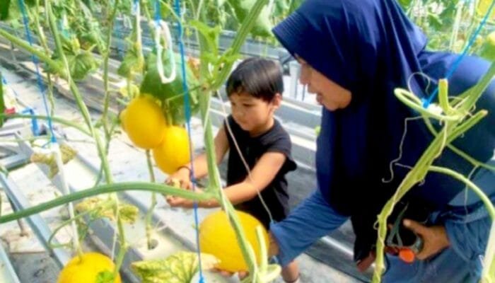 Tak Hanya Manis, Kebun Melon Bojonegoro Ini Jadi Tempat Edukasi Anak yang Menarik