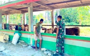 Kunjungi Peternak Lokal Bojonegoro, Prajurit Yonif TP 885 Serap Ilmu Beternak Sapi