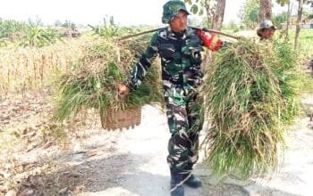 TMMD Bojonegoro Tak Hanya Bangun Infrastruktur, Babinsa Kesongo Turun Tangan Bantu Peternak