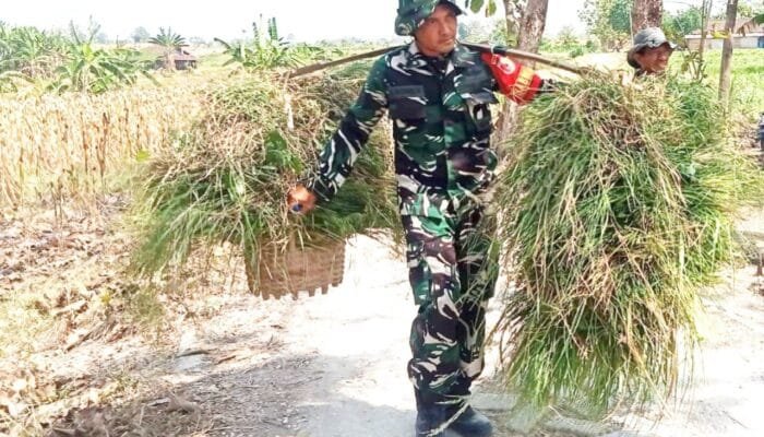 TMMD Bojonegoro Tak Hanya Bangun Infrastruktur, Babinsa Kesongo Turun Tangan Bantu Peternak