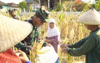 Momen Haru di Kesongo, Satgas TMMD 129 Bojonegoro Ringankan Beban Petani Jagung img 20260722 wa0002