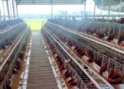 BUMDesa Kaliombo Purwosari Bojonegoro Produksi 100 Kg Telur Sehari