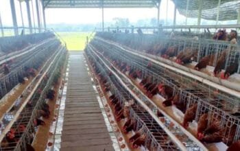 BUMDesa Kaliombo Purwosari Bojonegoro Produksi 100 Kg Telur Sehari img 20260803 wa0030