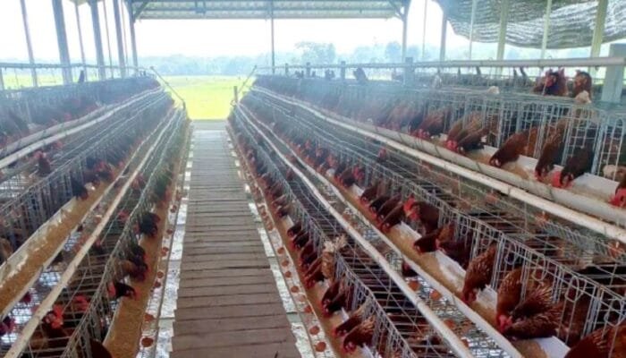 BUMDesa Kaliombo Purwosari Bojonegoro Produksi 100 Kg Telur Sehari
