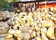Kisah Sukses Aringga, Anak Muda Bojonegoro Taklukkan Bisnis Domba