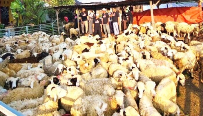 Kisah Sukses Aringga, Anak Muda Bojonegoro Taklukkan Bisnis Domba