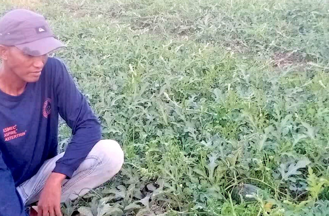 Harapan Baru Petani Jubellor Sugio Lamongan, Panen Semangka Diprediksi Melimpah img 20260805 wa0026