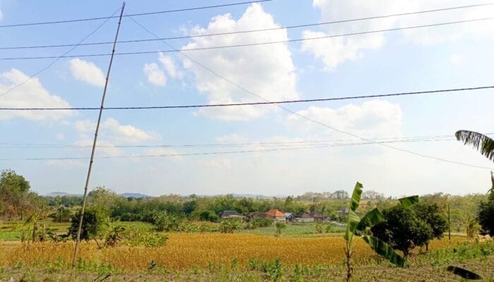 BPBD Bojonegoro Rilis Update Cuaca dan Debit Bengawan Solo, Ini Hasilnya
