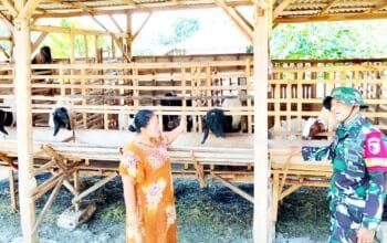 Aksi Humanis TMMD 129 Bojonegoro, Babinsa Kesongo Datangi Peternak Kambing